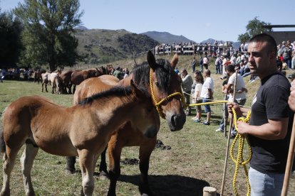 XXXVI edición del concurso de caballos Hispano-Bretón.