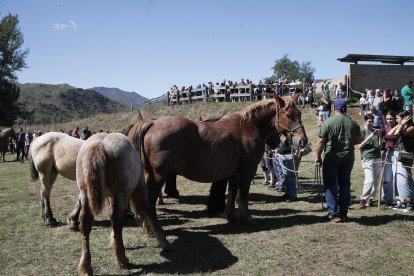 XXXVI edición del concurso de caballos Hispano-Bretón.