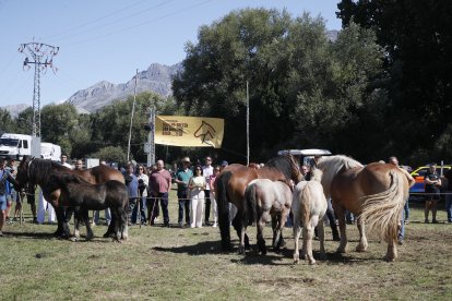XXXVI edición del concurso de caballos Hispano-Bretón.
