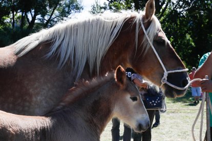 XXXVI edición del concurso de caballos Hispano-Bretón.