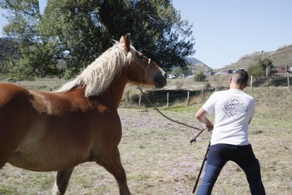 XXXVI edición del concurso de caballos Hispano-Bretón.
