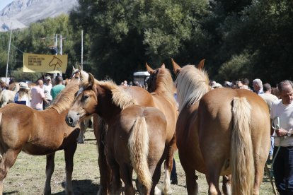 XXXVI edición del concurso de caballos Hispano-Bretón.