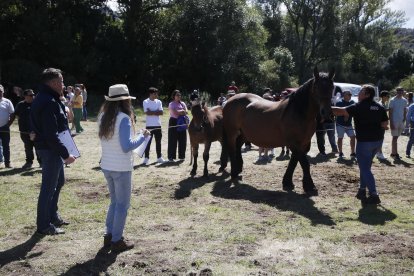 XXXVI edición del concurso de caballos Hispano-Bretón.