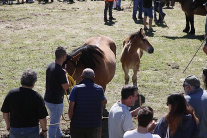 XXXVI edición del concurso de caballos Hispano-Bretón.