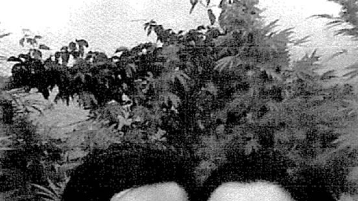 Triana y Montserrat posan con una plantación de marihuana detrás.
