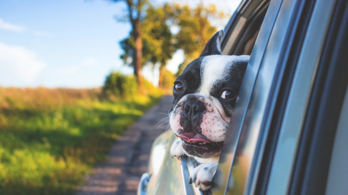 Las multas de la DGT si tu perro no va bien atado en el coche oscilan entre los 80 y los 500 euros. PEXET