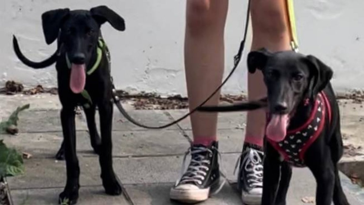 Chota y Chana, dos cachorrinas de galgo que buscan adopción