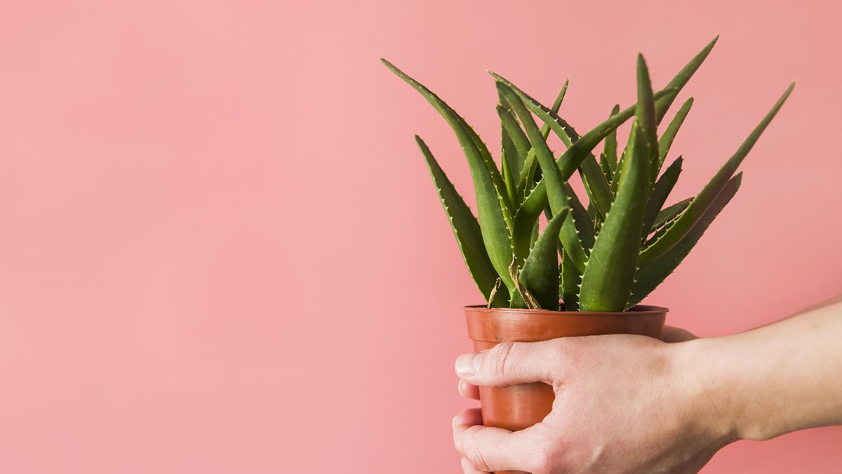 Beneficios Aloe Vera: Tu gran aliado este invierno contra el frío