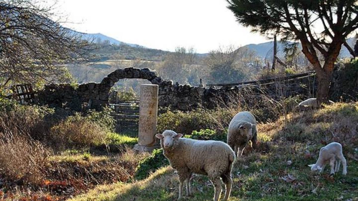 Cañada Real de La Vizana, una ruta que antiguamente era uno de los lugares más usados por los pastores para la transhumancia. REDACCIÓN