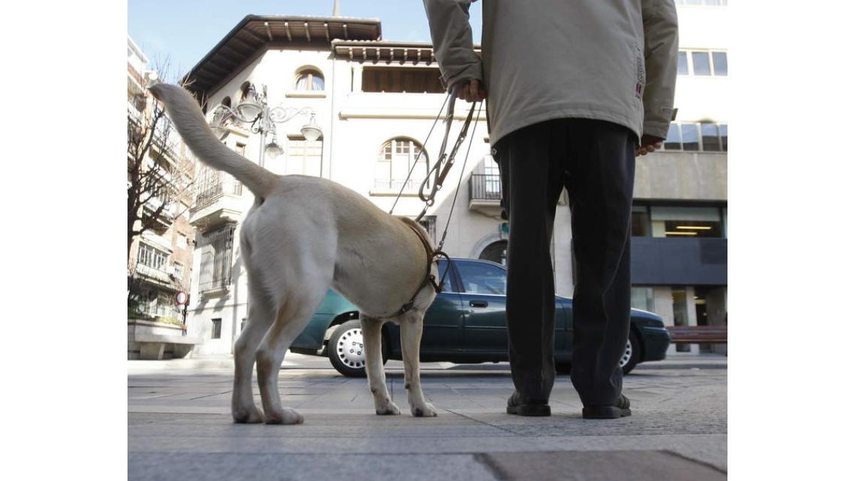 Un perro guía dirige a una persona ciega de León. JESÚS F. SALVADORES