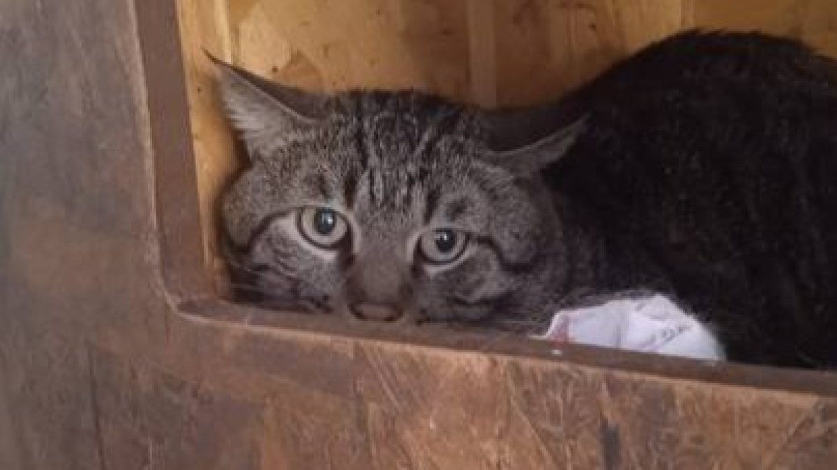 Zeus, el gato que busca familia