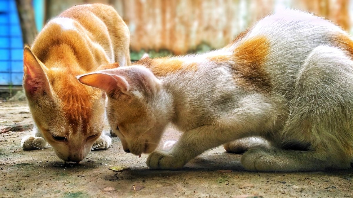 Fotografía de archivo de dos gatos comiendo. NADIM PARVEZ KHAN/PIXABAY