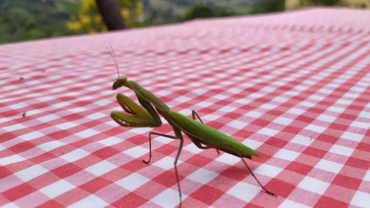 Una mantis llegó a mi mesa. R.G-Q