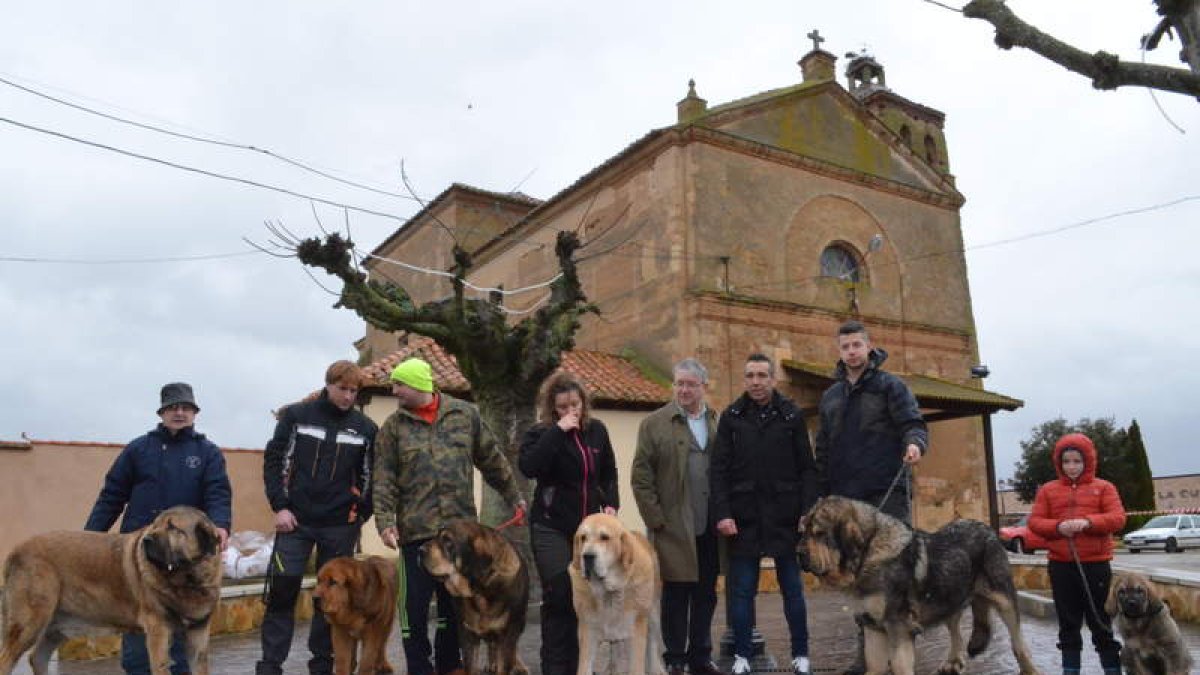 Algunos de los ejemplares de mastín presentes ayer en San Millán de los Caballeros. MEDINA