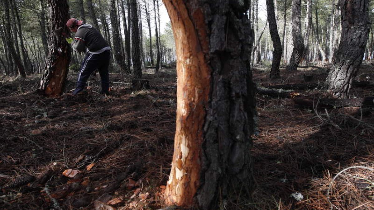 Un trabajador prepara los pinos para la extracción de la resina, en el monte de Pobladura de Yuso (Castrocontrigo).