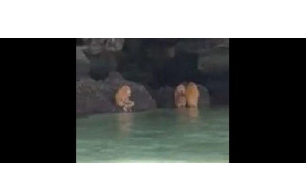 Captura del vídeo de las criaturas de Tailandia.