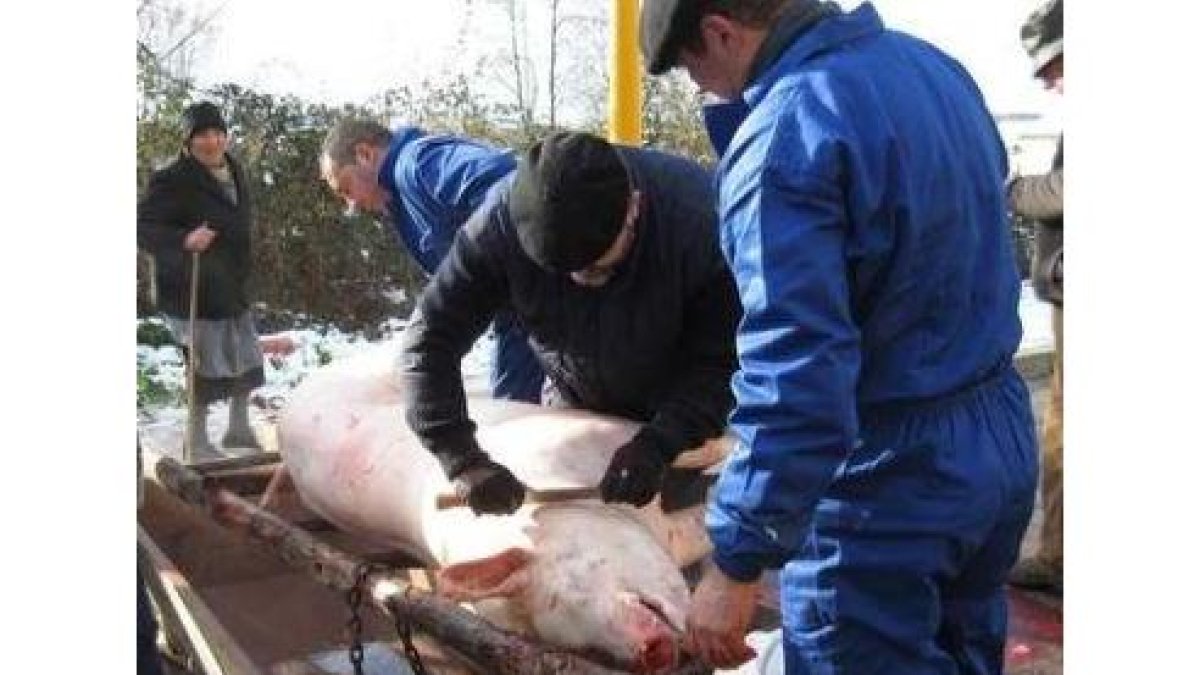 Los participantes limpian el cerdo, ya muerto.