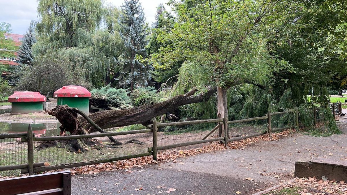 Árbol caído a causa del viento en el parque Quevedo de León. AYUNTAMIENTO DE LEÓN