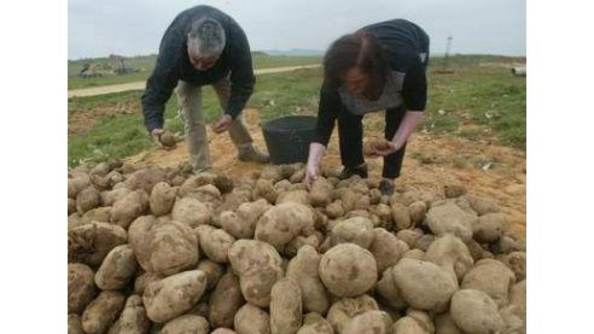 Agricultores recogiendo la cosecha de patatas.