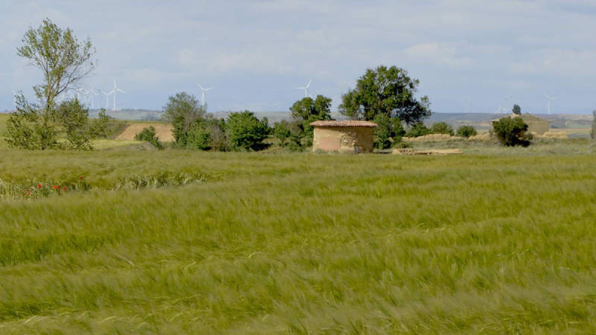 Una parcela de cebada en el entorno de Escobar de Campos