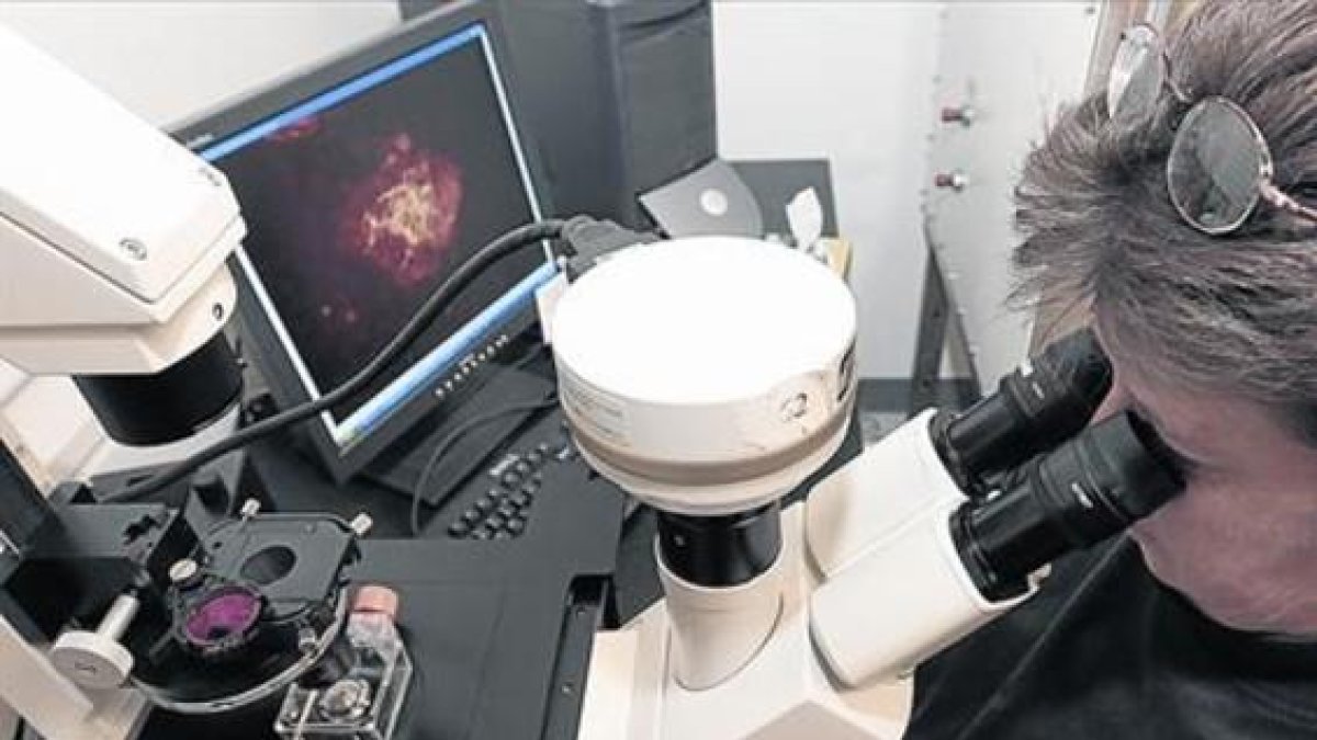 Una investigadora observa a través de un microscopio