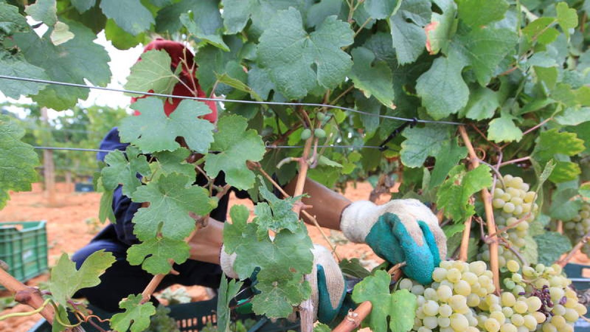 Racimos de uva de las variedades blancas con Denominación de Origen Bierzo.