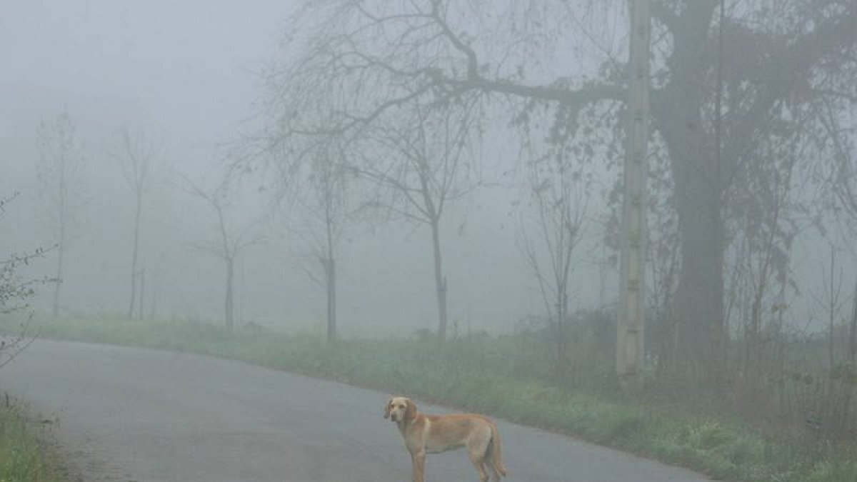 Un perro camina entre la niebla por una carretera de Ponferrada