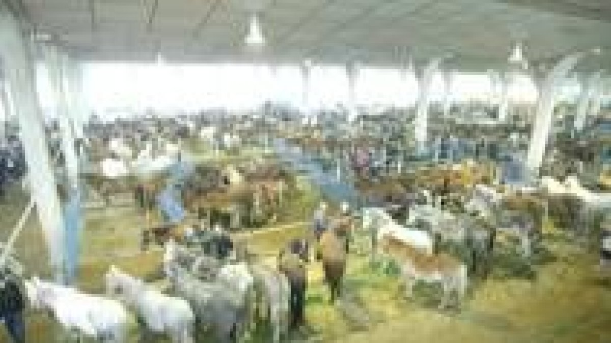 La última gran cita en el mercado de ganados se produjo durante la feria de San Andrés