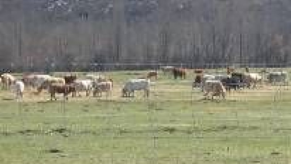 Un rebaño trashumante de vacas, en un pastizal de la provincia de León