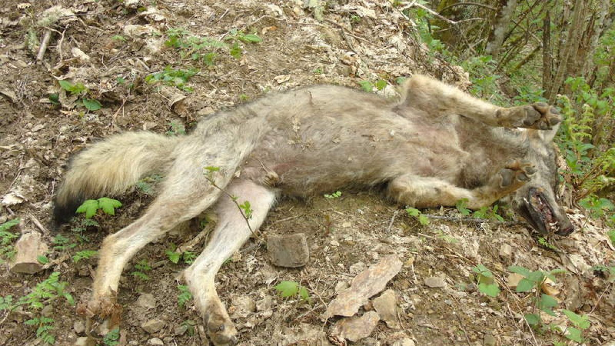 El lobo joven apareció muerto sin señales de violencia hace unos días entre Tejeira y Villar de Acero. DL
