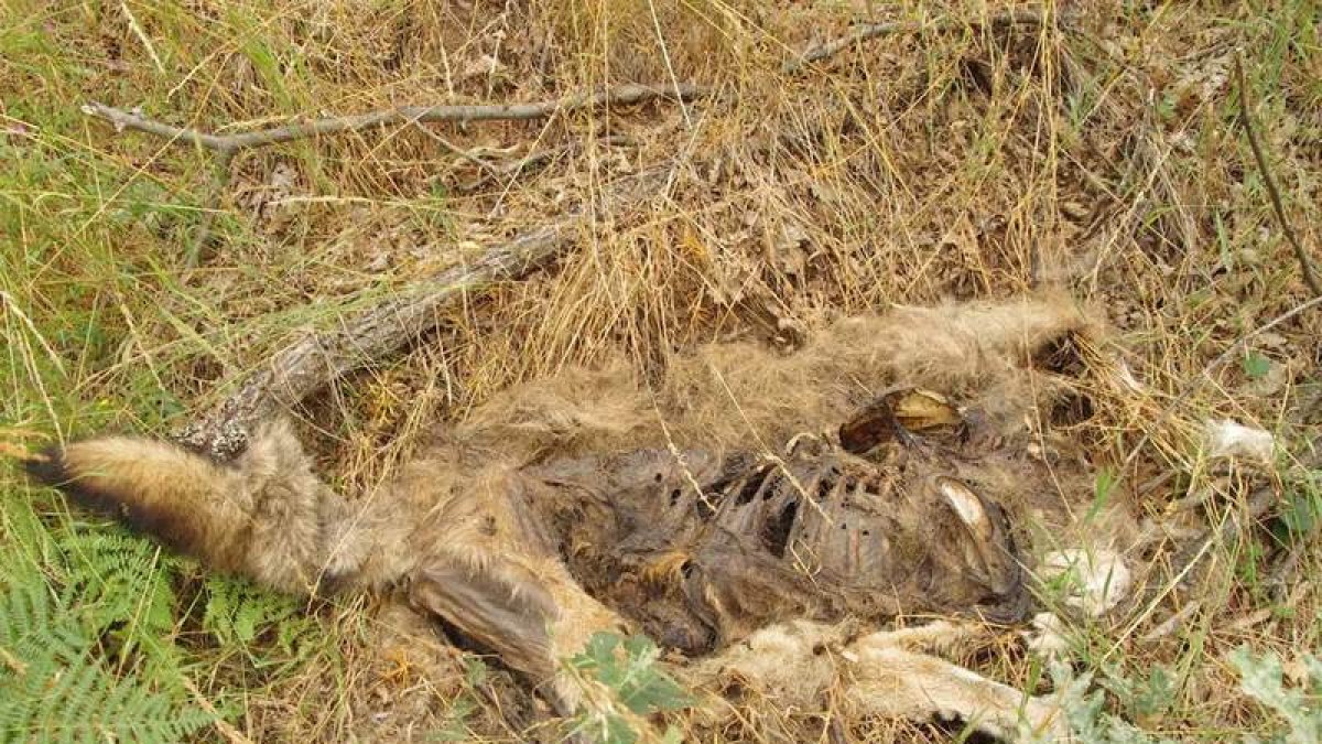Un ejemplar de lobo decapitado en la reserva de Riaño.