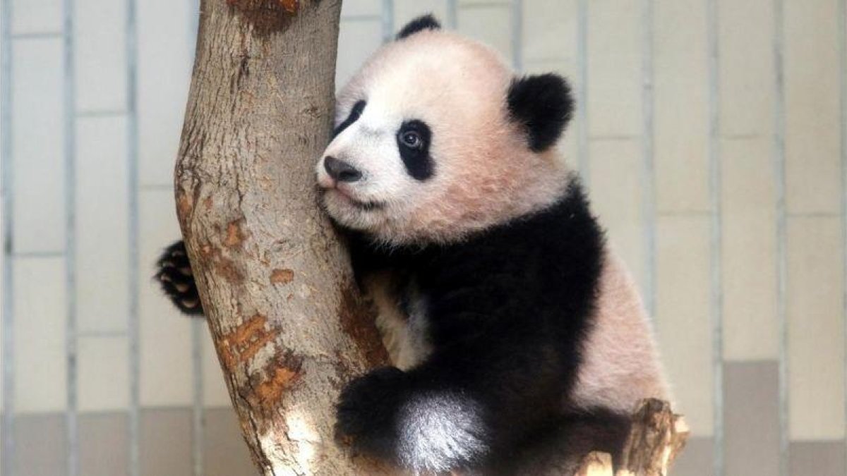 El bebé panda Xiang Xiang juega en un árbol durante su presentación a la prensa.