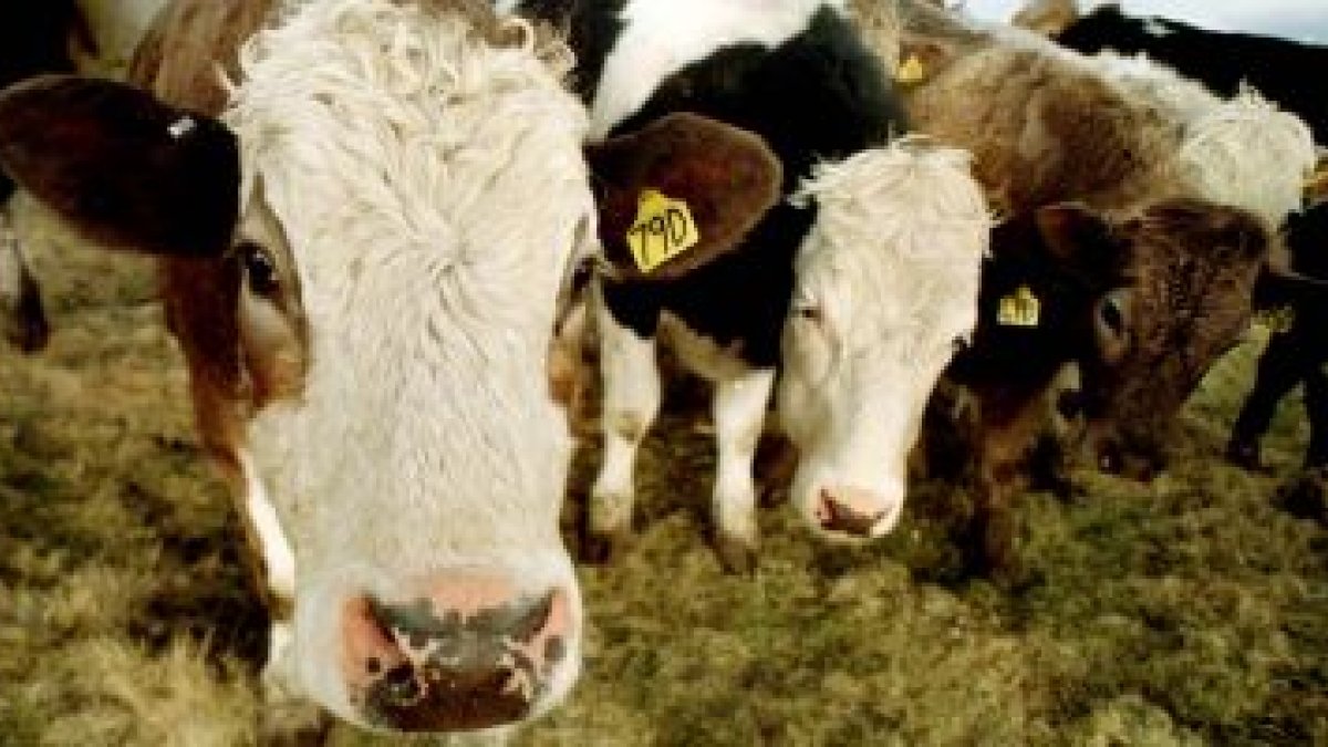 Vacas lecheras de una granja escocesa.