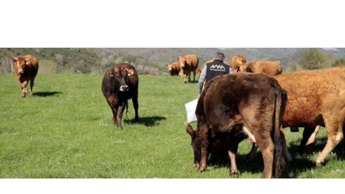 Tras liberar la ganadería de Lario aparecen nuevos casos de tubercolisis en cabañas cercanas. CAMPOS
