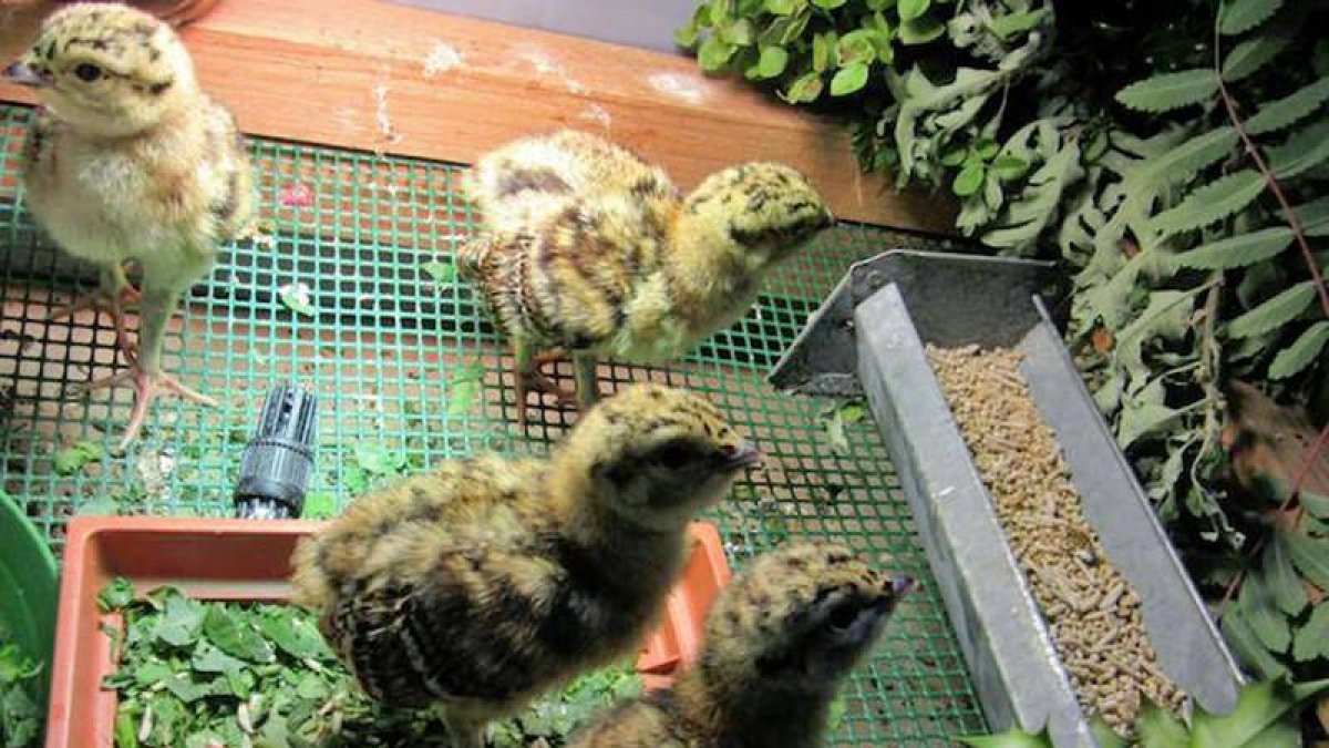 El centro de Sobrescobio cuenta con cinco nuevos pollos