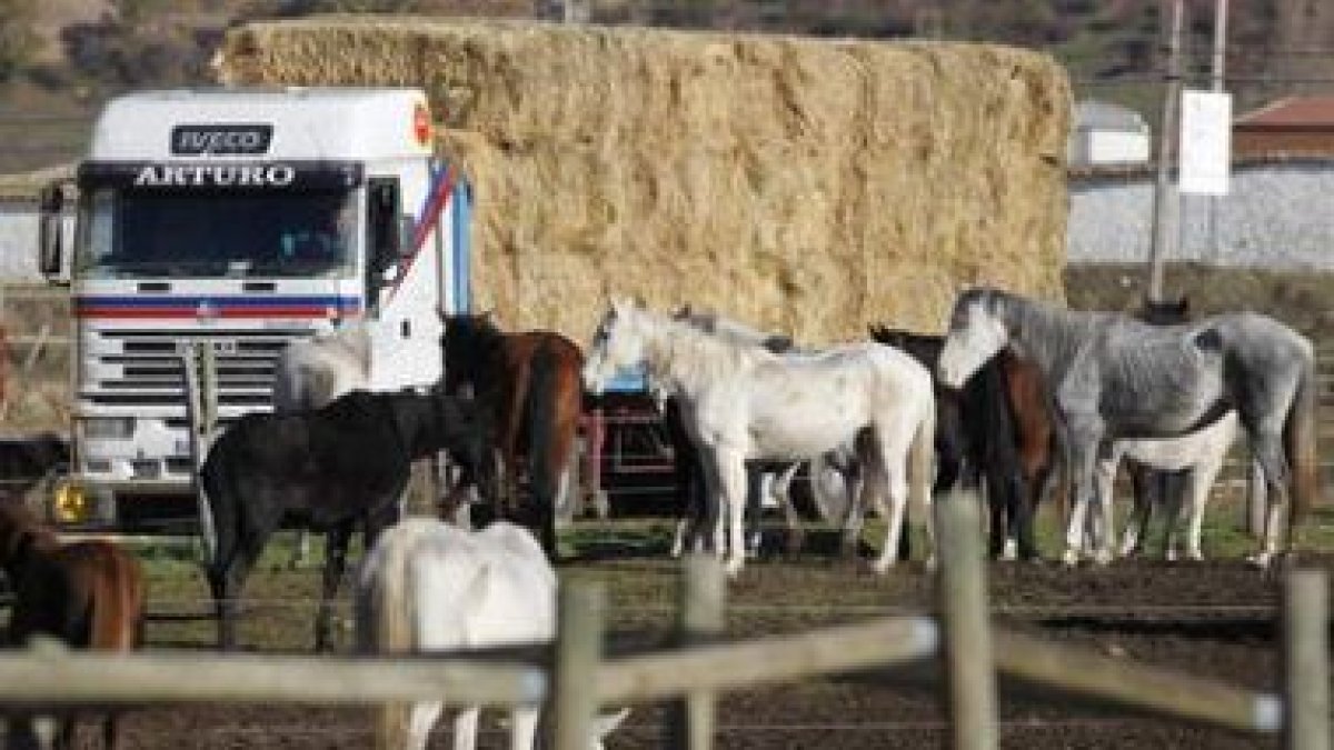 Los caballos, visiblemente famélicos, acuden al camión de paja enviado por la Junta