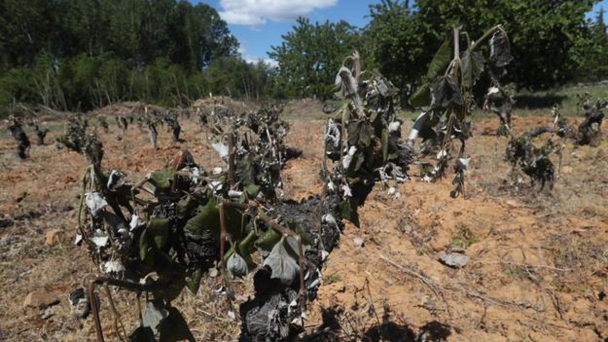 Efectos de la helada en viñedos del Bierzo.