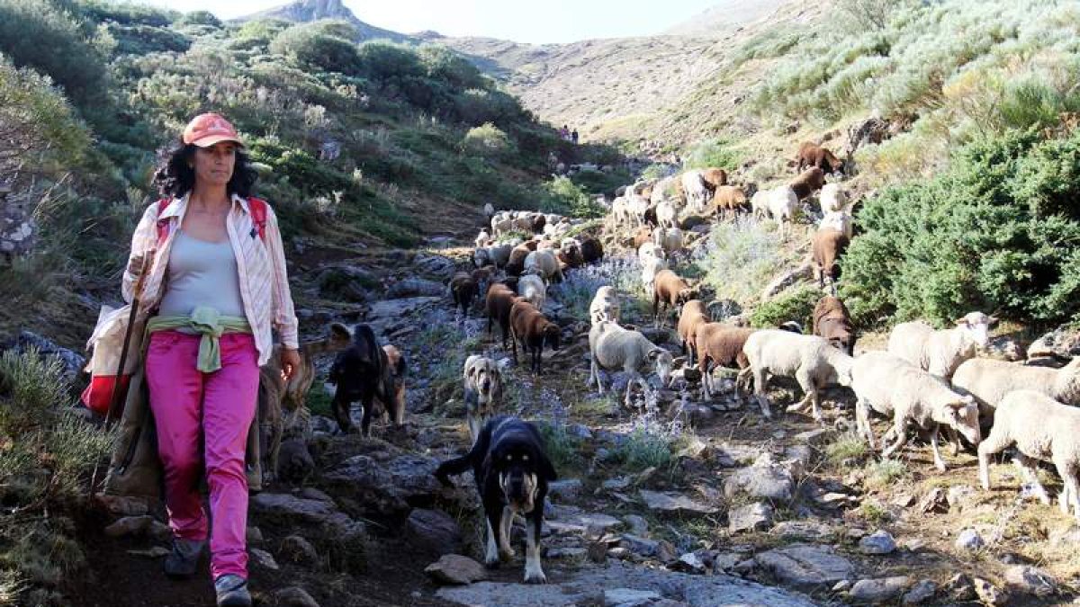 Violeta Alegre custodiada por sus mastienes mientras lleva a las ovejas a pastar en el puerto