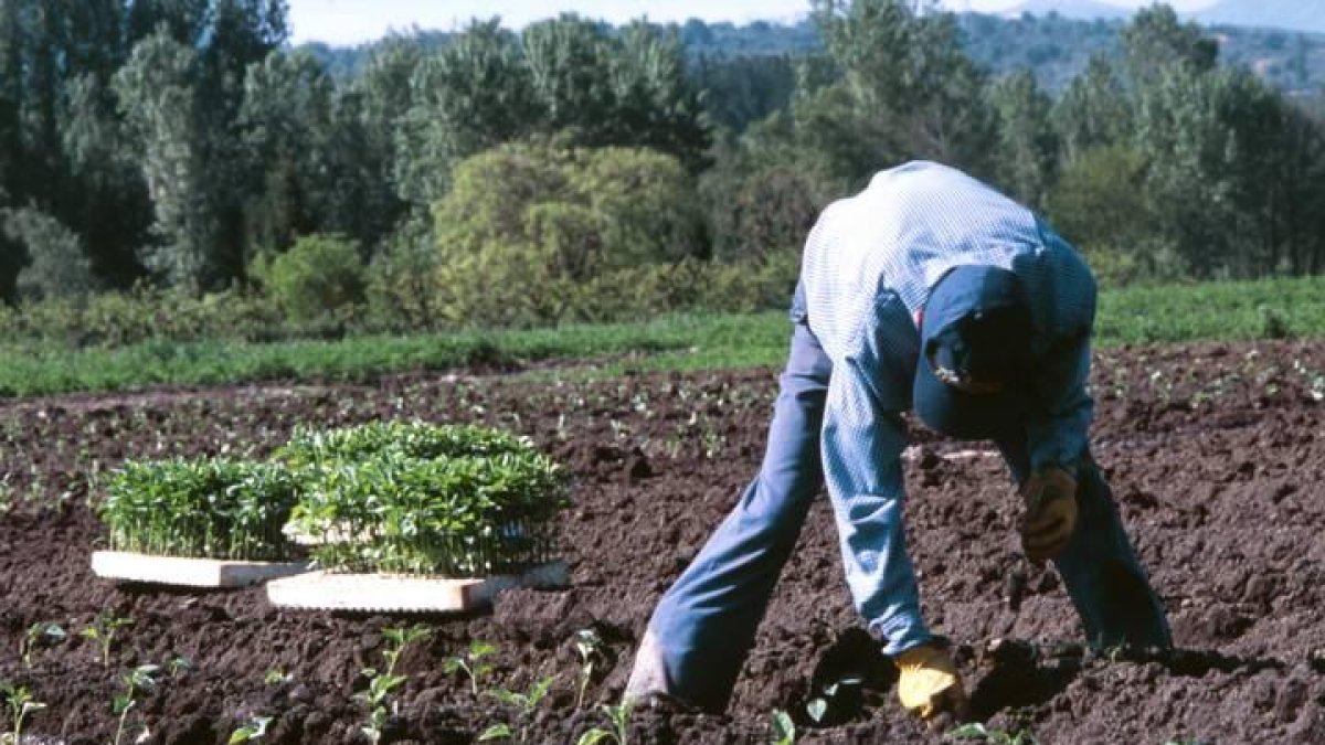 Un agricultor plantando pimientos en el Bierzo.