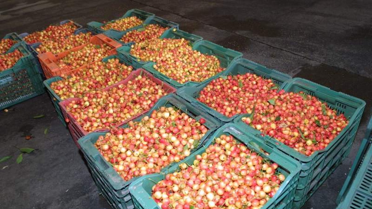 El productor vende las cerezas tempranas a una media de un euro.
