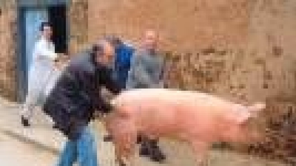Peñín, a la izquierda, transporta el cerdo para entregárselo al ganador