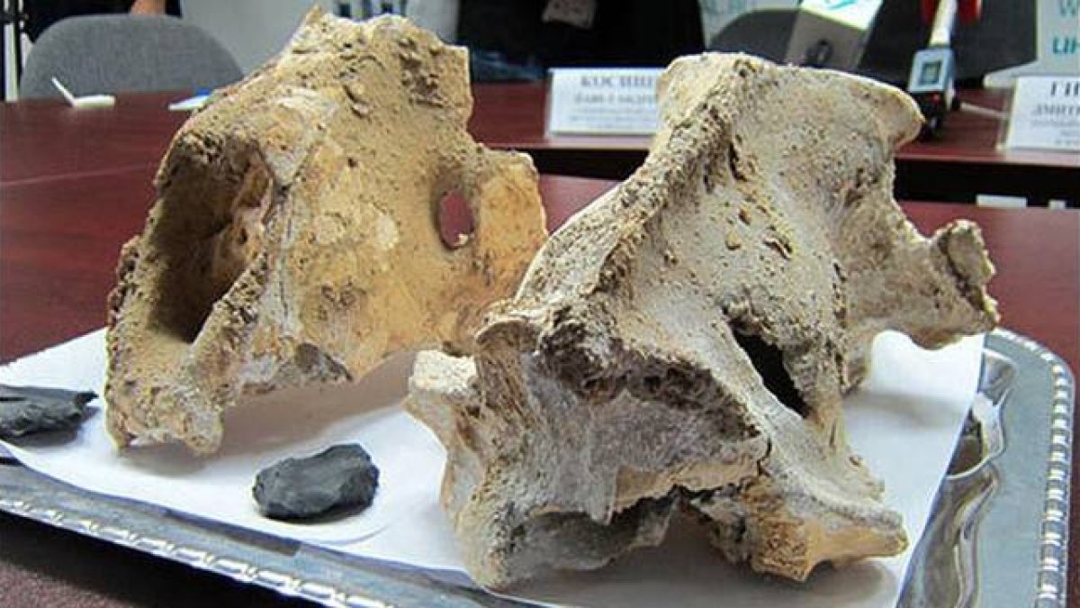 Cráneos de león de las cavernas localizados en la cueva de Imanae, en la república rusa de Bashkiria.