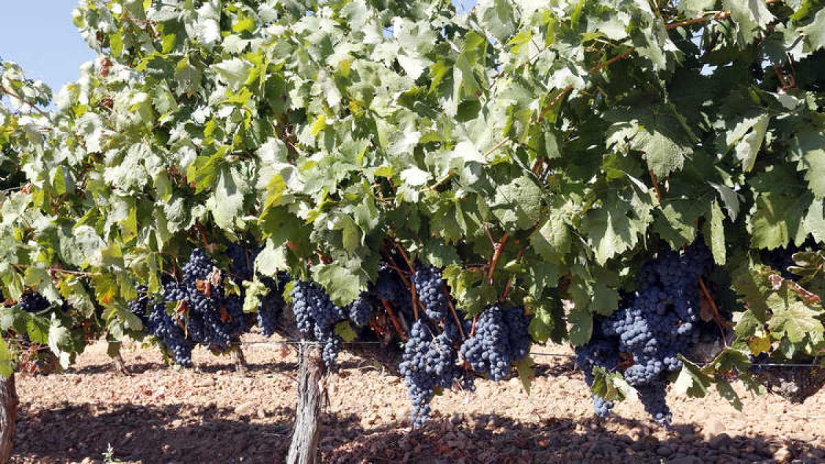 Imagen de un viñedo con las uvas en sazón para vendimiar dentro del territorio de la Denominación de Origen León. MARCIANO PÉREZ