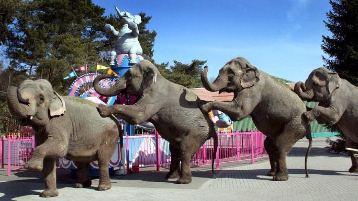 Cuatro elefantes del Circo Americano, con base en Verona, Italia, realizan una acrobacia a su llegada al zoo Hollywood de Stukenbrock, Alemania