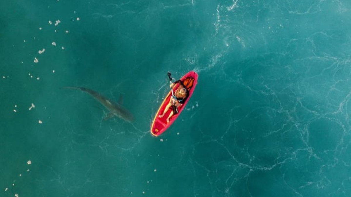 Una fotografía tomada desde un dron muestra un tiburón rondando a una canoa en el Mediterráneo. ABIR SULTAN/EFE