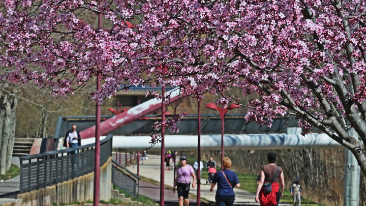 La primavera se adelantó el pasado 2019, dejando estas imágenes a principio de marzo. RAMIRO