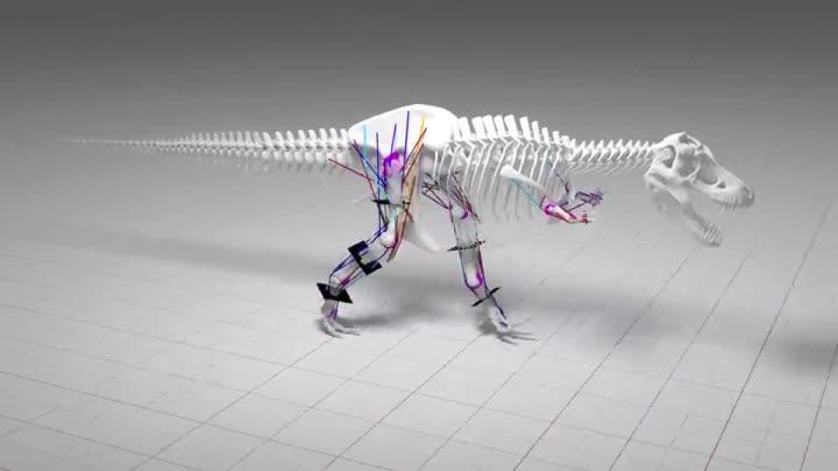 El T-Rex no podía correr a causa de su gran peso corporal.