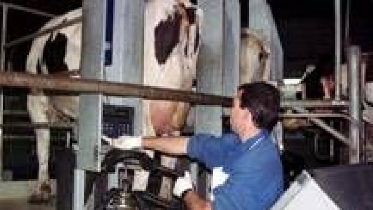 El sector de producción láctea de León no pasa en la actualidad por un momento de bonanza
