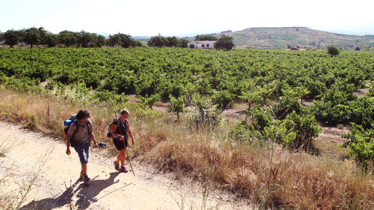 Los viñedos son una parte fundamental del paisaje del Camino a su paso por el Bierzo.