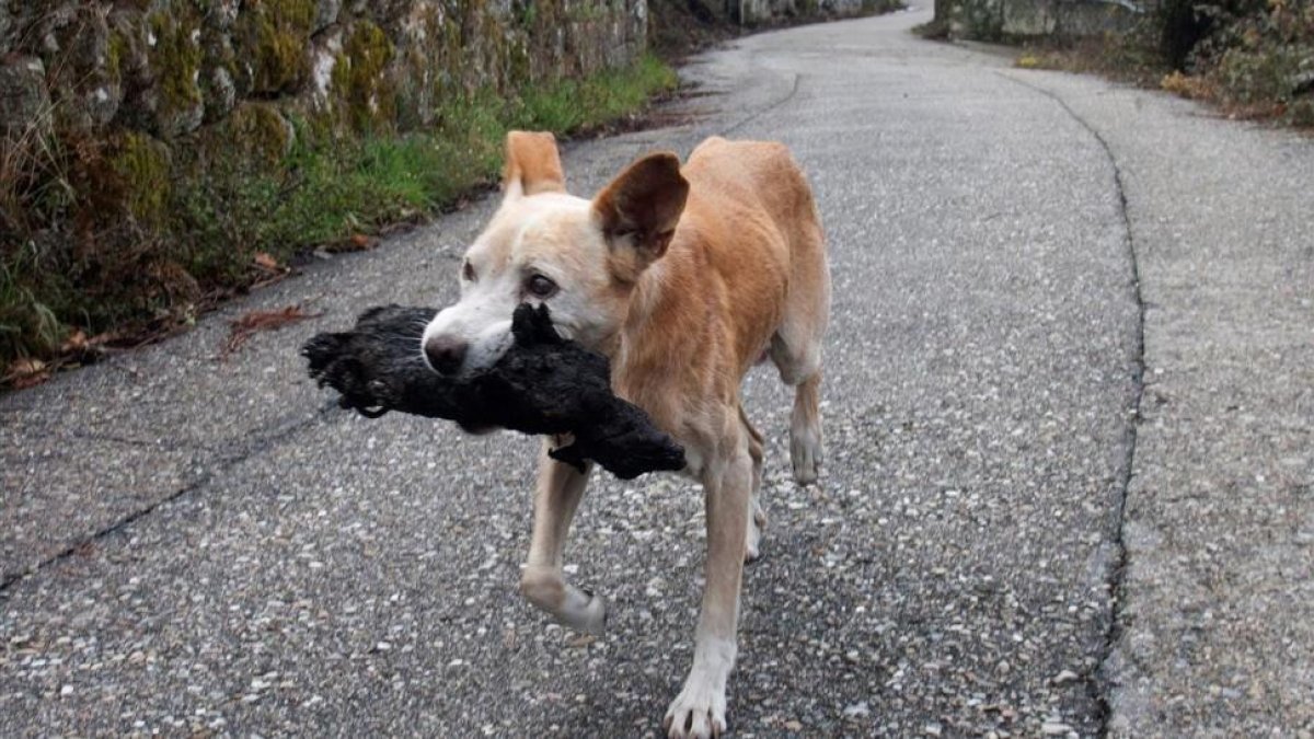 El perro Jacki llevando a su supuesta cría calcinada en la boca, que resultó ser un conejo.